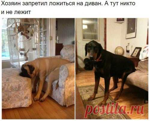 Удивительная собачья логика Хорошие мальчики — это всегда послушные создания! И если хозяин запретил что-то делать, то они обязательно это выполнят. Пусть немного не так, как того ожидал хозяин, но зато со всей старательностью и послушанием.
