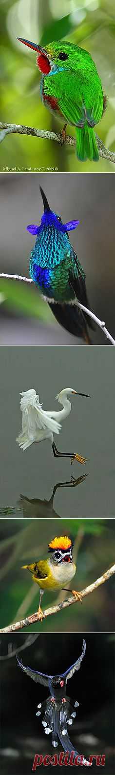 Feathered Friends