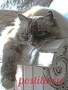 Быстрый, вкусный завтрак | Простые рецепты с фото и другие материалы. Новое в Вашей подборке на Постила.ru - shkamerdomaria@mail.ru - Почта Mail.Ru