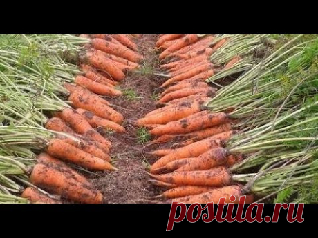 Что точно нужно знать, чтобы вырастить урожайную морковь