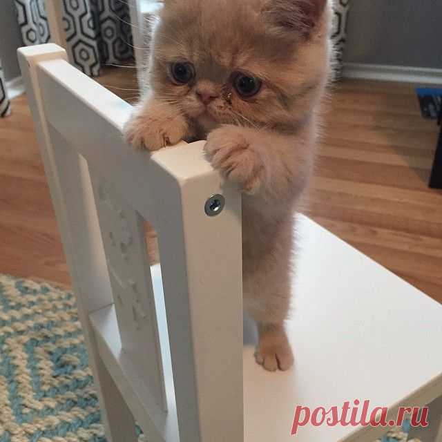Кот, который предпочитает стоять на двух лапах