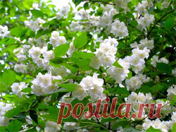 Самые красивые сорта чубушника - Свое хозяйство * - Сборник - Познавательный Интернет-журнал "Умеха - мир самоделок"