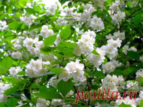 Самые красивые сорта чубушника - Свое хозяйство * - Сборник - Познавательный Интернет-журнал &quot;Умеха - мир самоделок&quot;