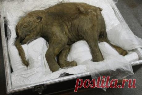 Мумию ямальского мамонтенка Любы вернули из Австралии в Россию | В мире