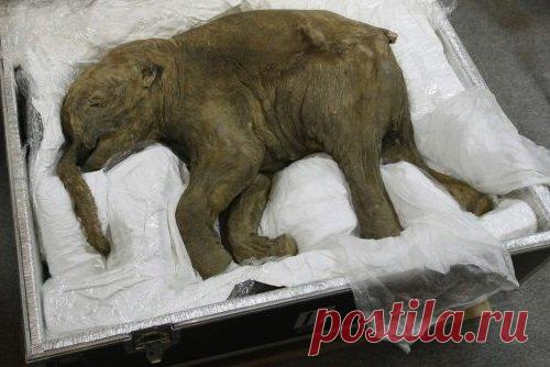 Мумию ямальского мамонтенка Любы вернули из Австралии в Россию | В мире