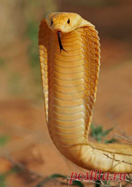 Superb Nature : Photo