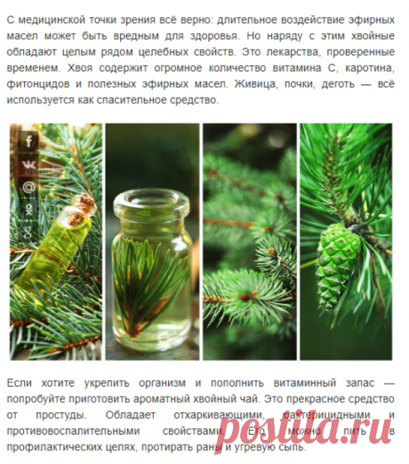 Вот почему нельзя сажать ель возле дома