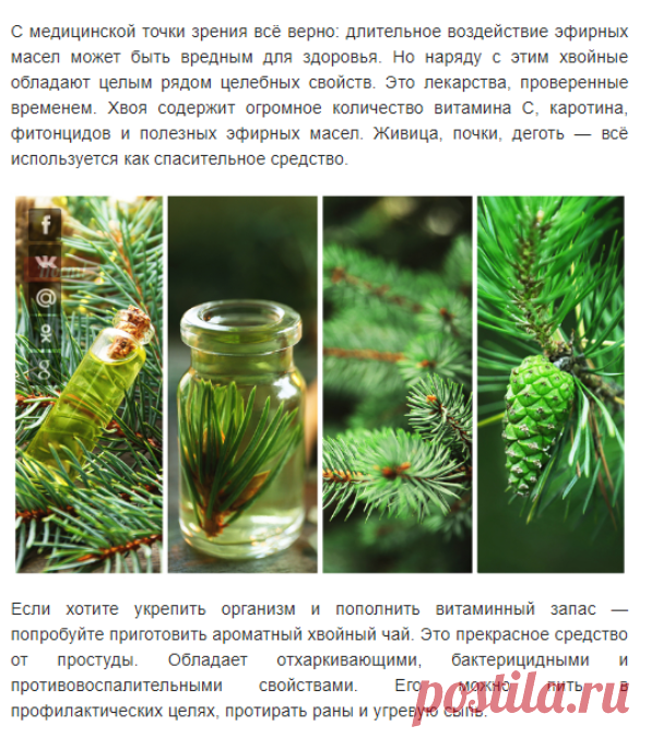 Вот почему нельзя сажать ель возле дома