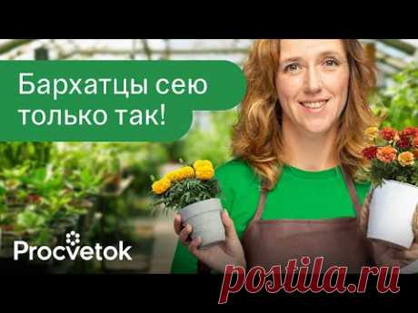 БАРХАТЦЫ ЗАЦВЕТУТ В МАЕ, если посеять их этим способом сейчас!