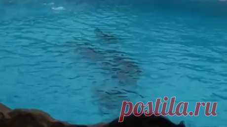 я в ШОКЕ ! советую смотреть всем