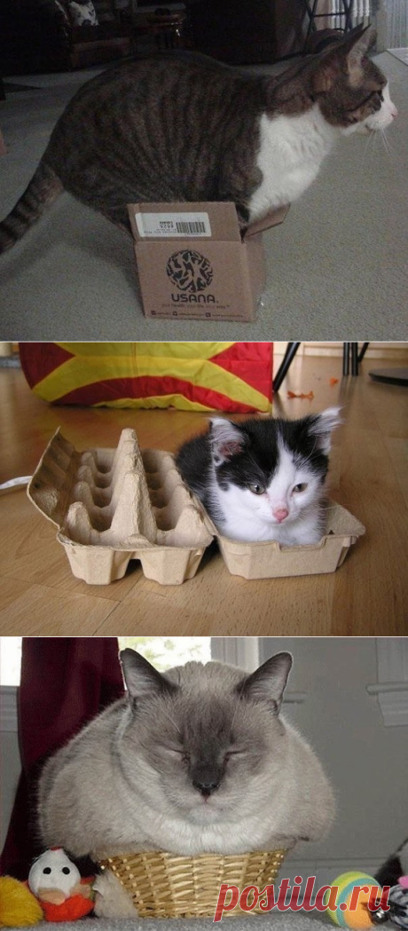 Вечная любовь котов к коробочкам ))