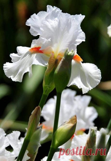 i (749×1080)