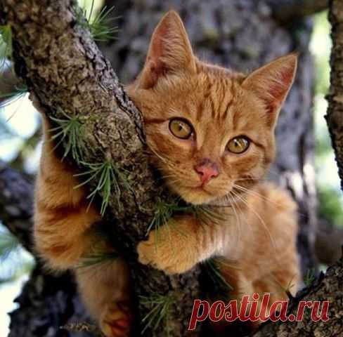 В мечтах!