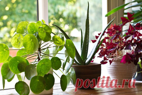 Plantas en el Feng Shui
