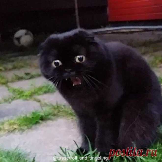 Свежая подборка смешных и милых котов – проверенный способ развеселиться за 5 минут! - Мир прекрасного