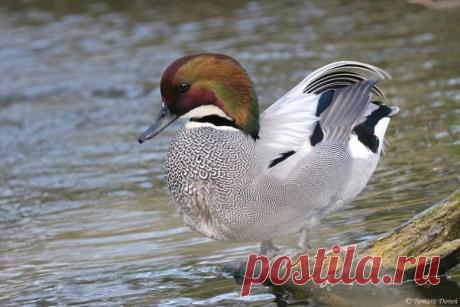 What is the natural habitat of the falcated duck or falcated teal in Pakistan and Southeast Asia? - Quora