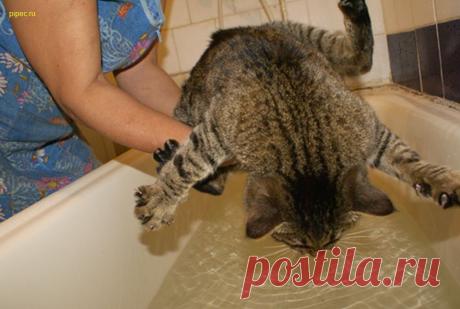 Хозяйка! мне бы стопку молока, для храбрости!