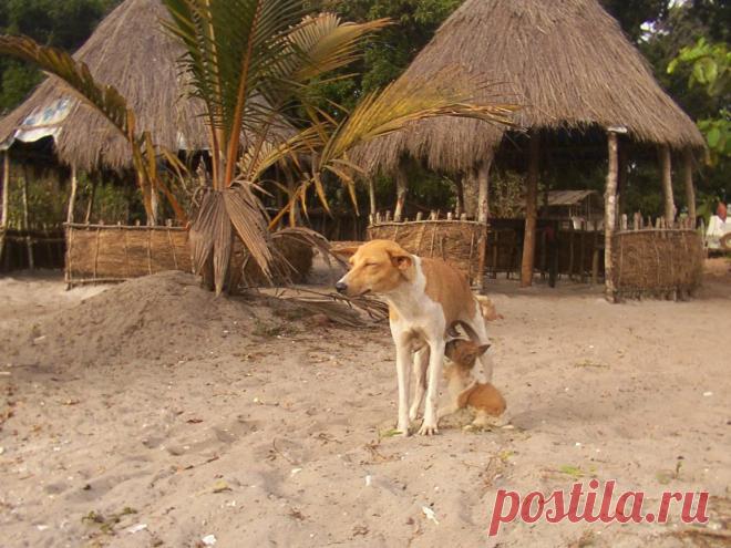 Африканский быт