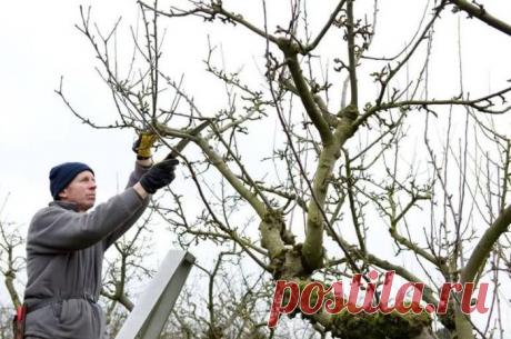 7 техник обрезания веток, чтобы дерево исцелялось без проблем Деревья растут так, как им удобно, нередко упираясь в окна, двери дома, путаясь в проводах или дотягиваясь до соседского участка. В таких случаях хозяева берутся за пилу, секатор или сучкорез, чтобы у...