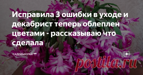 Исправила 3 ошибки в уходе и декабрист теперь облеплен цветами - рассказываю что сделала