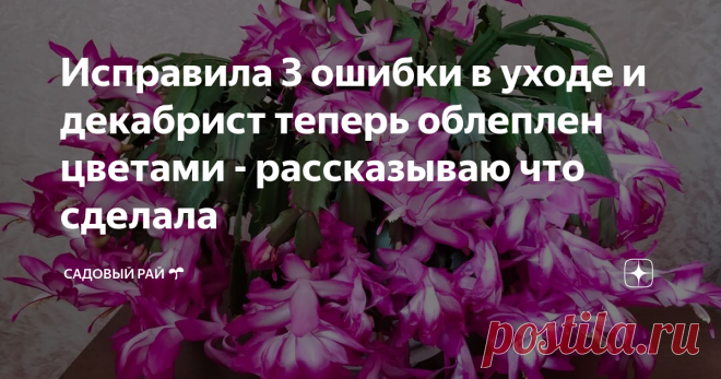 Исправила 3 ошибки в уходе и декабрист теперь облеплен цветами - рассказываю что сделала