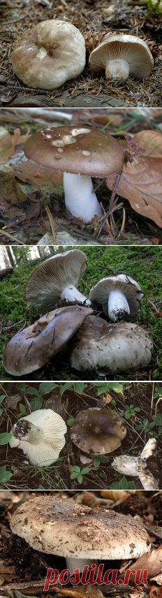Подгруздок черный (Russula adusta) | Энциклопедия грибов