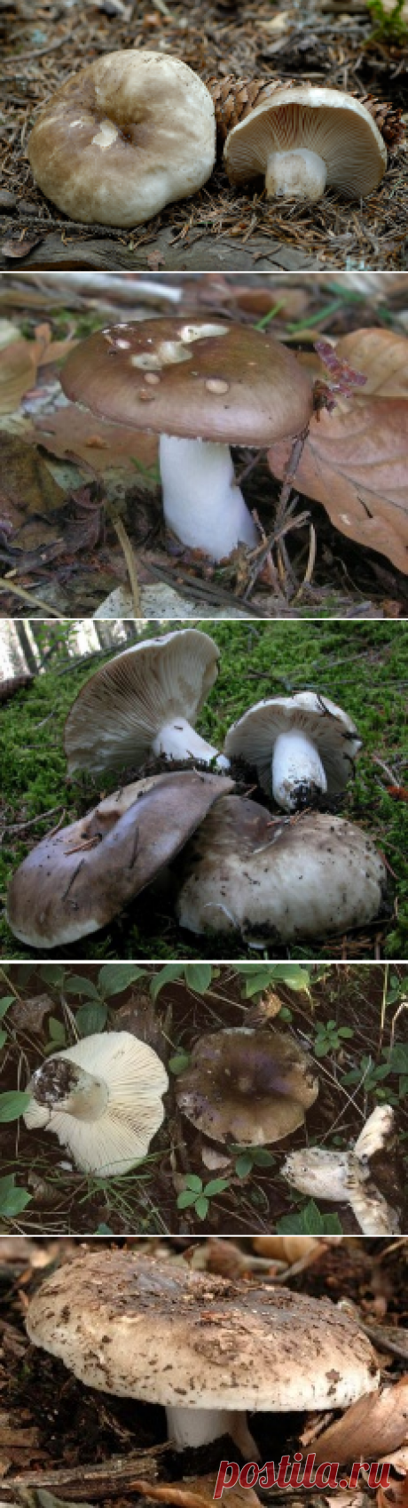 Подгруздок черный (Russula adusta) | Энциклопедия грибов