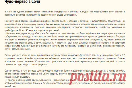 Чудо-дерево в Сочи