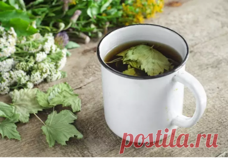 Как сушить и когда собирать листья смородины для чая?