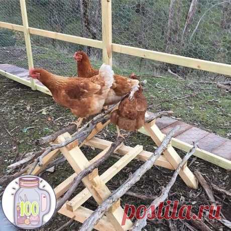 Практичные идеи для тех, кто разводит птицу