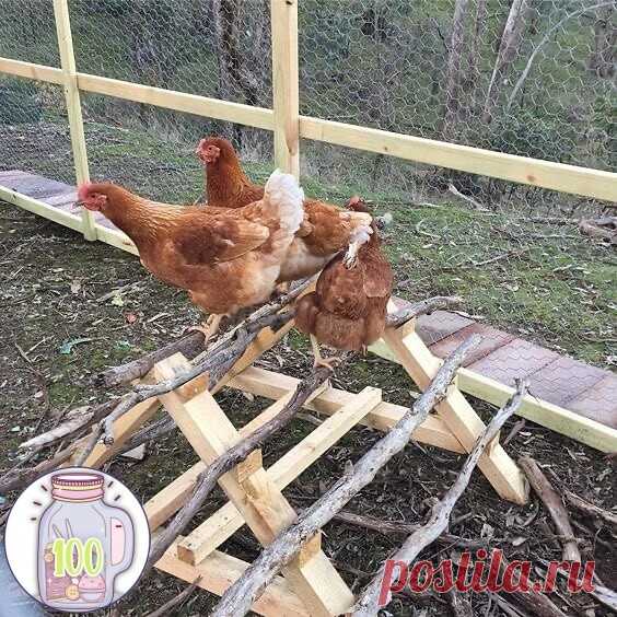 Практичные идеи для тех, кто разводит птицу