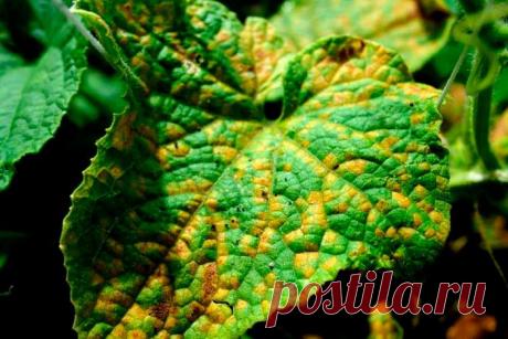 Почему на листьях огурцов появляются желтые пятна и как их лечить Почему на листьях огурцов появляются желтые пятна и как их лечить
Желтые пятна на листьях огурцов могут являться как следствие неправильно организованного ухода, так и развиваться на фоне болезни и ат...