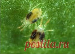 Средства борьбы с паутинным клещом в теплице с огурцами