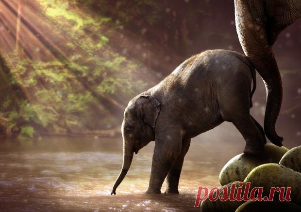 Таксист из Шри-Ланки оштрафован на 1000 долларов за преследование слона: видео