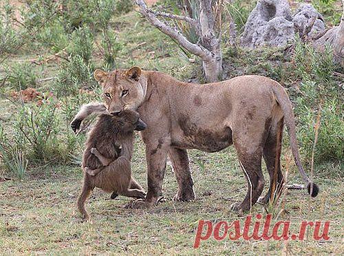 Тема для подрожания...