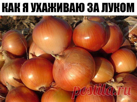 Как я ухаживаю за луком

Я еще не ахти какой огородник. Но вот лук у меня растет просто замечательно. А ухаживать за ним научила одна соседка по даче: все завидуют ее урожаям! Вот и я хочу рассказать Вам, как это делается. Так сказать, пустить секреты соседки в массы.

Посадка лука-севкаСекрет первый. Лук не любит глинистой почвы, если у Вас таковая, нужно на грядку обязательно насыпать песка, торфа, все перемешать. А еще нужна слабощелочная почва, если у вас кислая, обяза...