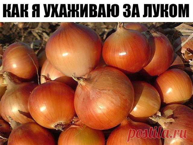 Как я ухаживаю за луком

Я еще не ахти какой огородник. Но вот лук у меня растет просто замечательно. А ухаживать за ним научила одна соседка по даче: все завидуют ее урожаям! Вот и я хочу рассказать Вам, как это делается. Так сказать, пустить секреты соседки в массы.

Посадка лука-севкаСекрет первый. Лук не любит глинистой почвы, если у Вас таковая, нужно на грядку обязательно насыпать песка, торфа, все перемешать. А еще нужна слабощелочная почва, если у вас кислая, обяза...