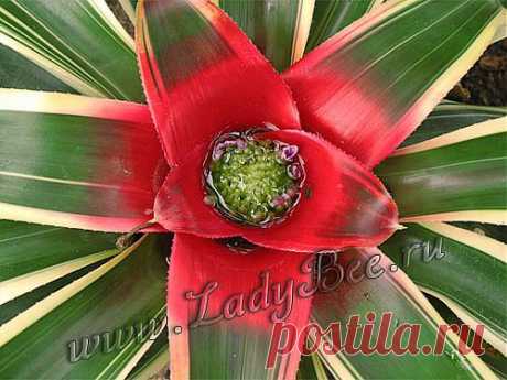 Неорегелия (Neoregelia) - комнатные растения и цветы для сада: выращивание, местоположение, температура, полив, пересаживание, размножение, болезни и вредители