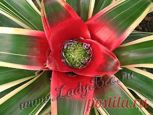 Неорегелия (Neoregelia) - комнатные растения и цветы для сада: выращивание, местоположение, температура, полив, пересаживание, размножение, болезни и вредители