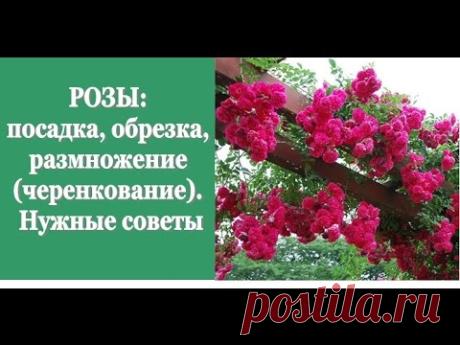 РОЗЫ:  посадка, обрезка,  размножение  (черенкование).  Ценные советы