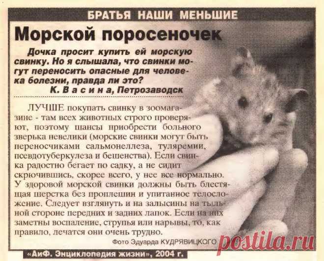 Морские свинки