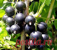 выращивание смородины | Фотографии и советы на Постиле | Постила