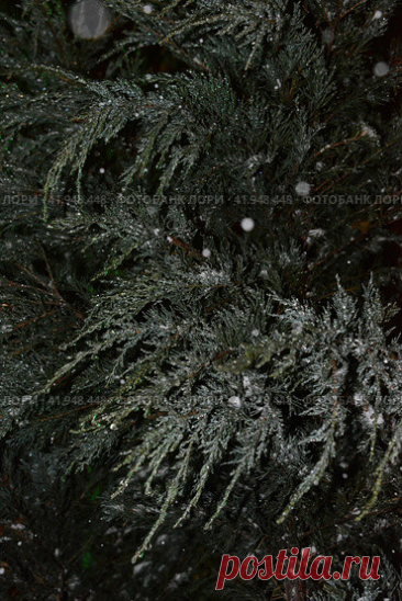 Full frame shot of frozen evergreen tree branches during cold snowy winter night. Nature background. Стоковое фото, фотограф Ilaronsia / Фотобанк Лори