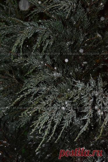 Full frame shot of frozen evergreen tree branches during cold snowy winter night. Nature background. Стоковое фото, фотограф Ilaronsia / Фотобанк Лори