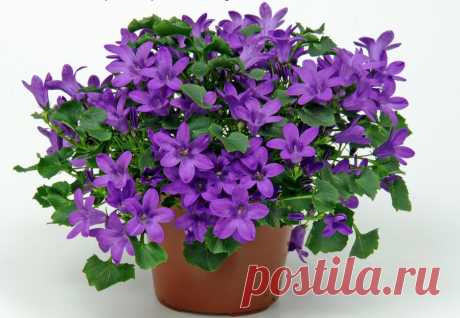 Комнатные растения с красивыми цветами!