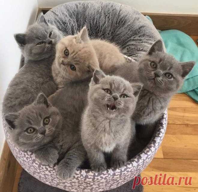 Плюшики
