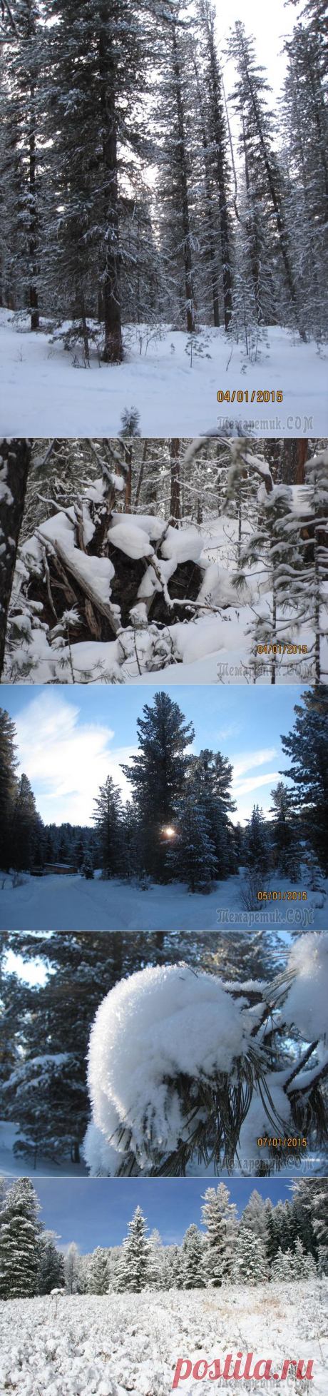 Сказки зимнего леса