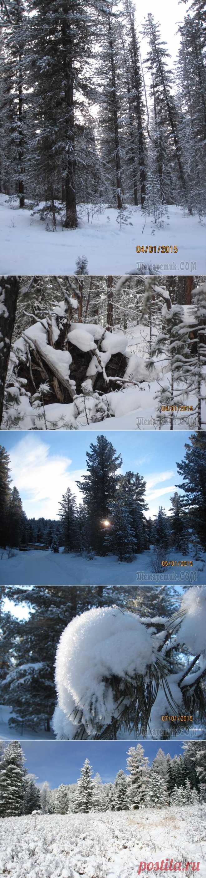 Сказки зимнего леса