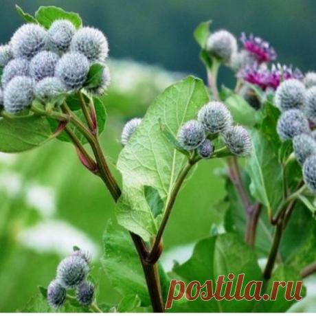 Лопух в народной медицине