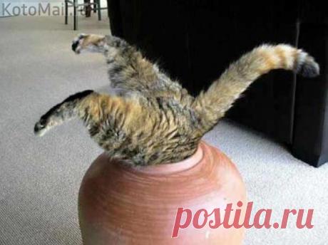 Любопытство оно такое!